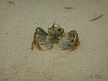 фото Fun Island Resort & Spa