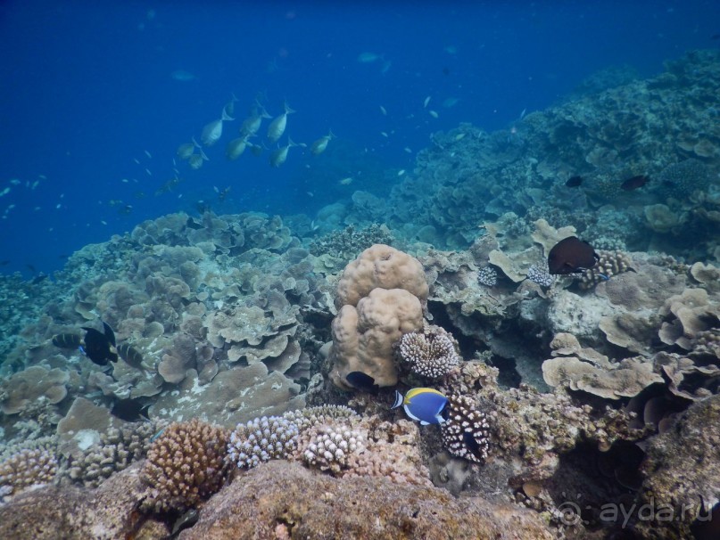 Мальдивы – райское наслаждение!