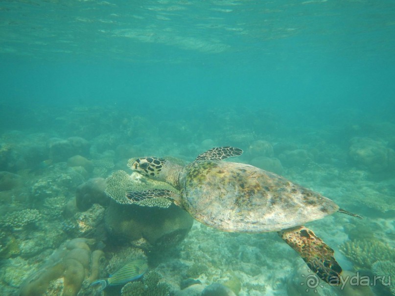 Мальдивы – райское наслаждение!