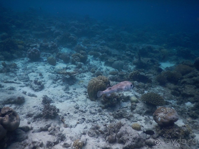 Мальдивы – райское наслаждение!