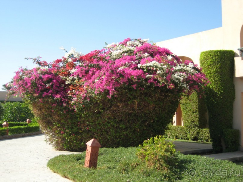 фото Ali Baba Palace