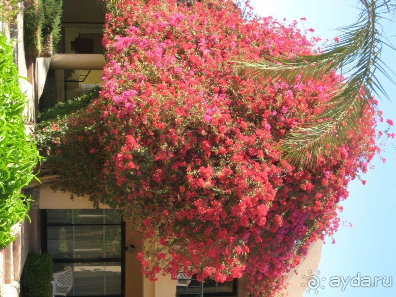 фото Ali Baba Palace