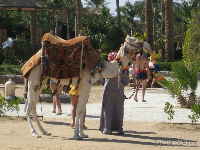 фото Ali Baba Palace