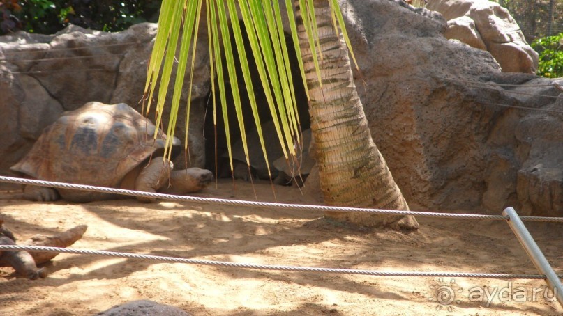 Не забываемый Лоро парк