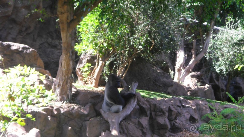 Не забываемый Лоро парк