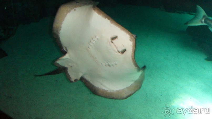 Не забываемый Лоро парк