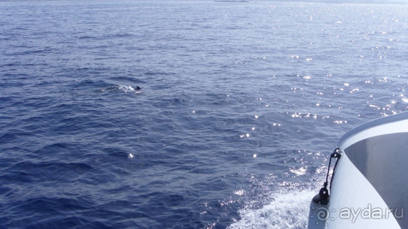 Посмотреть на китов Гринго