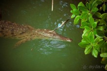 Сафари с крокодилами.