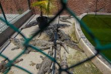 Сафари с крокодилами.