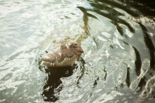 Сафари с крокодилами.