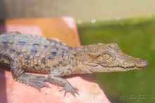 Сафари с крокодилами.