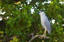 Сафари с крокодилами.