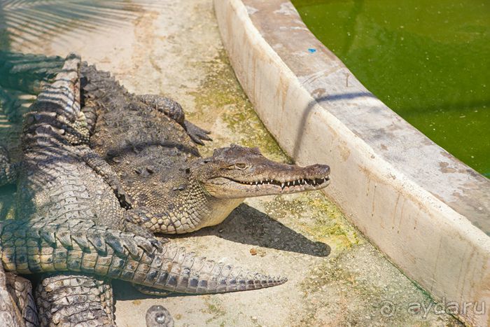 Сафари с крокодилами.