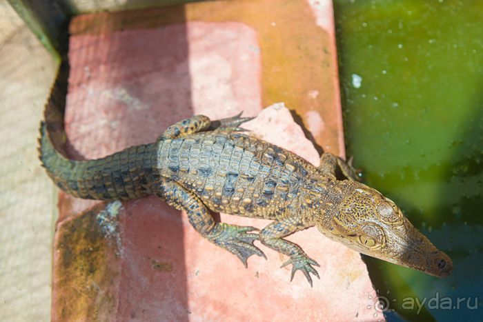 Сафари с крокодилами.