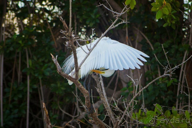 Сафари с крокодилами.