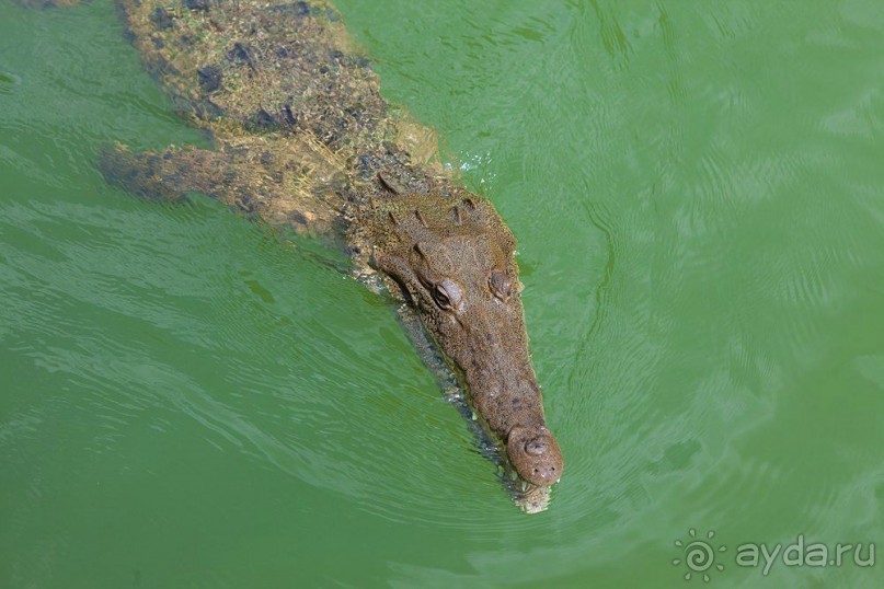 Сафари с крокодилами.