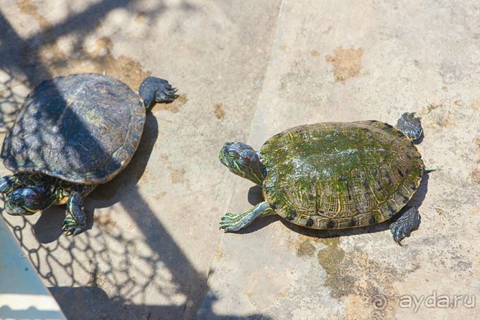 Сафари с крокодилами.