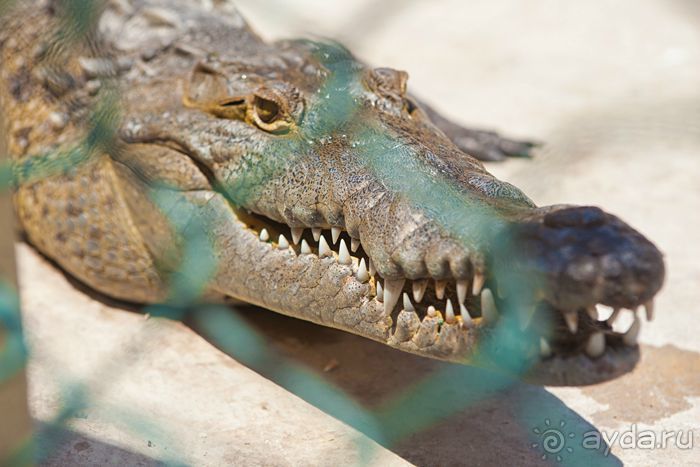 Сафари с крокодилами.