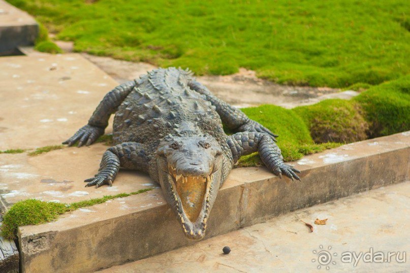 Сафари с крокодилами.