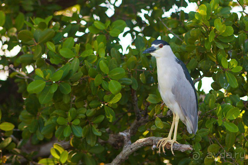 Сафари с крокодилами.