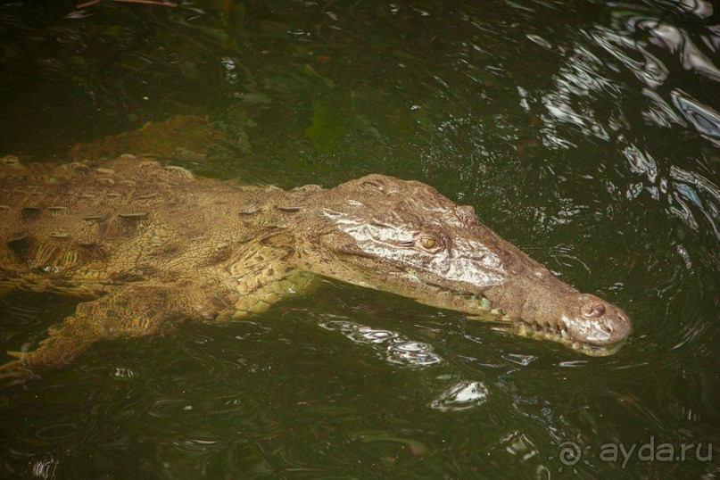 Сафари с крокодилами.
