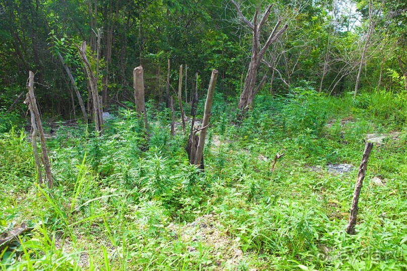 Туристическая Ямайка.