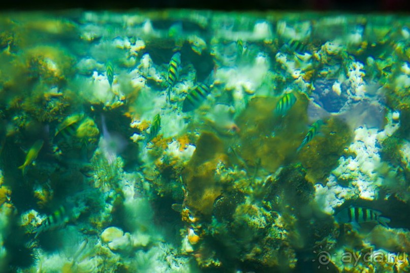 Туристическая Ямайка.