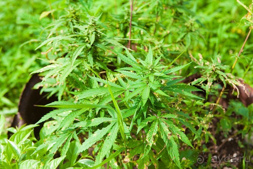 Туристическая Ямайка.