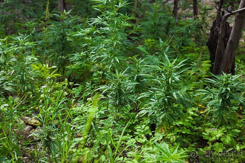 Туристическая Ямайка.