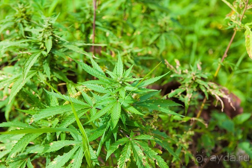 Туристическая Ямайка.