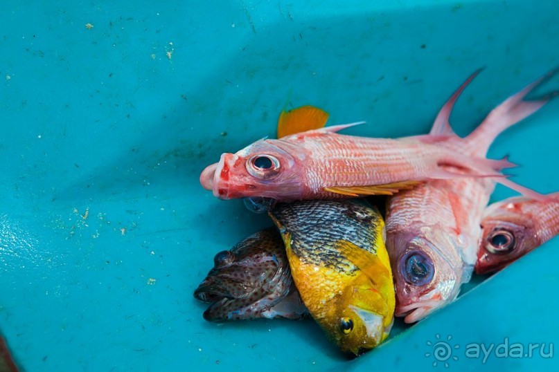 Туристическая Ямайка.