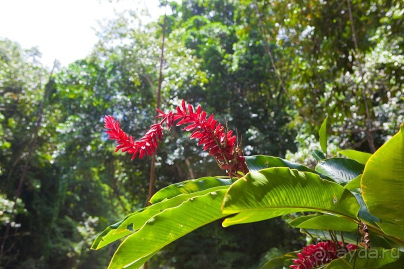 Туристическая Ямайка.