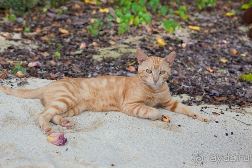 Туристическая Ямайка.