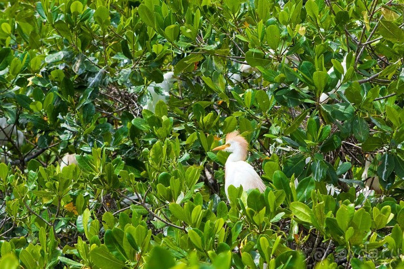 Туристическая Ямайка.