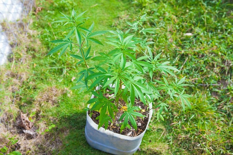 Туристическая Ямайка.