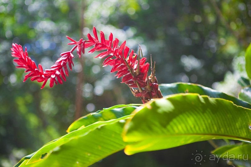 Туристическая Ямайка.