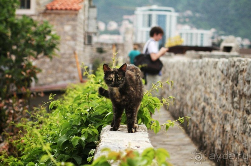 Еще одна котейка)