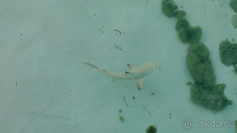 Остров Олувели. Впечатления моего друга.