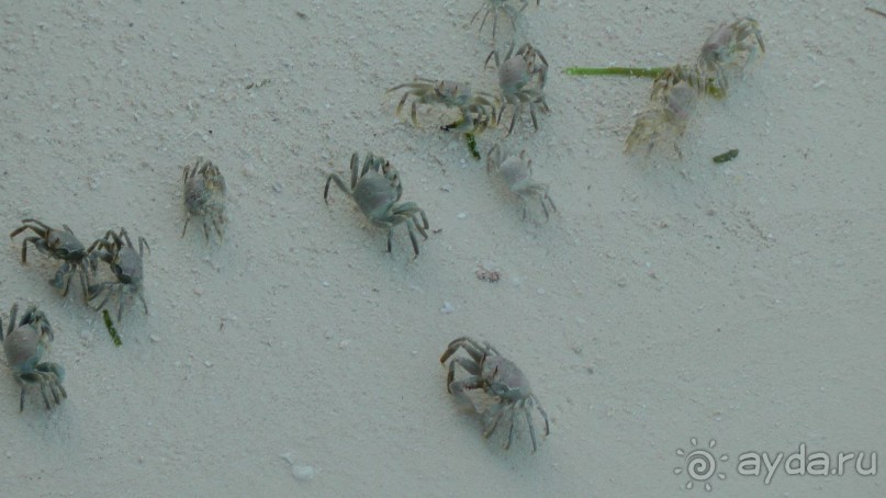 Остров Олувели. Впечатления моего друга.