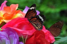 Отдых на о.Хайнань