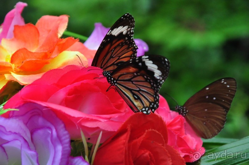 Отдых на о.Хайнань