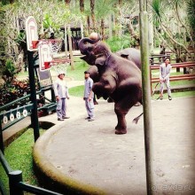 Парк слонов