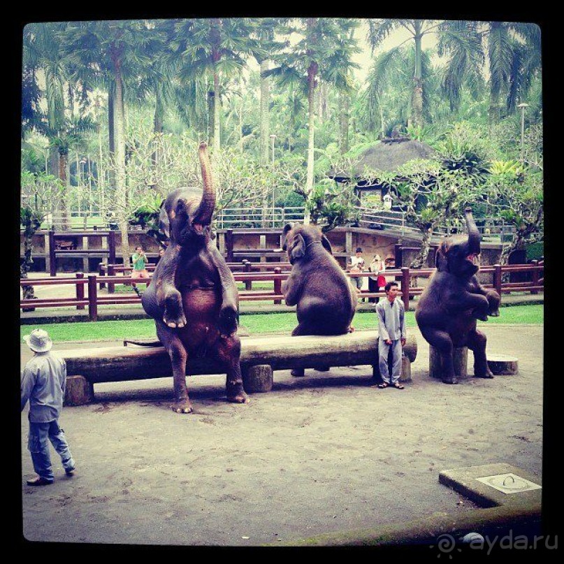 Парк слонов