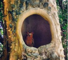 Альбом отзыва "В мире животных или Сафари по-балийски"