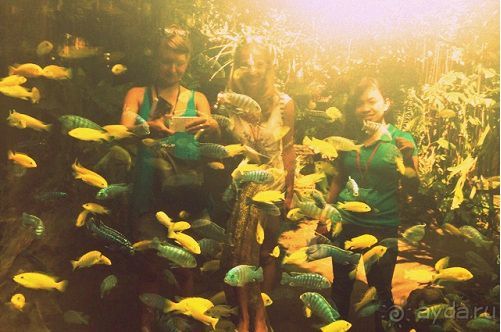 В мире животных или Сафари по-балийски