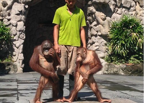 В мире животных или Сафари по-балийски