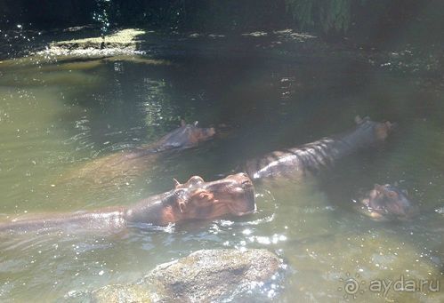 В мире животных или Сафари по-балийски