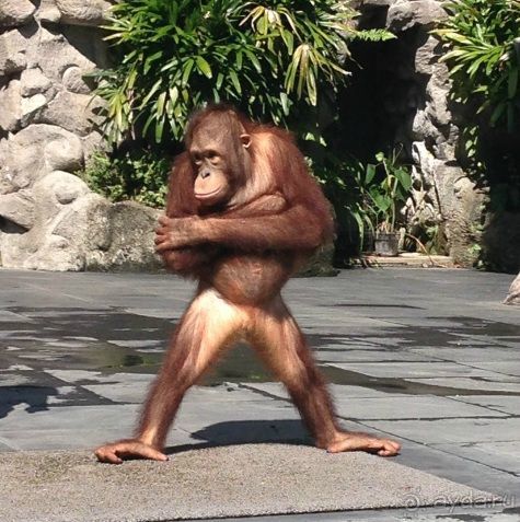 В мире животных или Сафари по-балийски