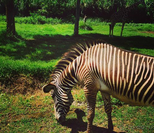 В мире животных или Сафари по-балийски