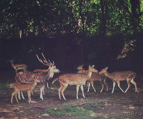 В мире животных или Сафари по-балийски